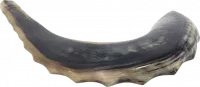 Shofar ram xl with waves on the sides of the shofar