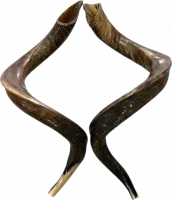 Shofar pair, right and left side, special collector's item (2 shofar - pair)