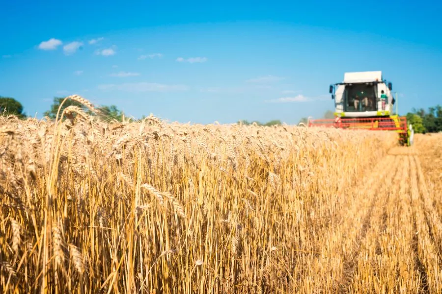 «Шмита» - седьмой год. Год отдыха земли. «Шмита» - седьмой год. Год отдыха земли.