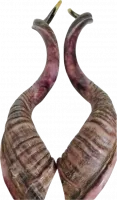 Shofar pair, right and left side, special collector's item(2 shofar - pair)_3
