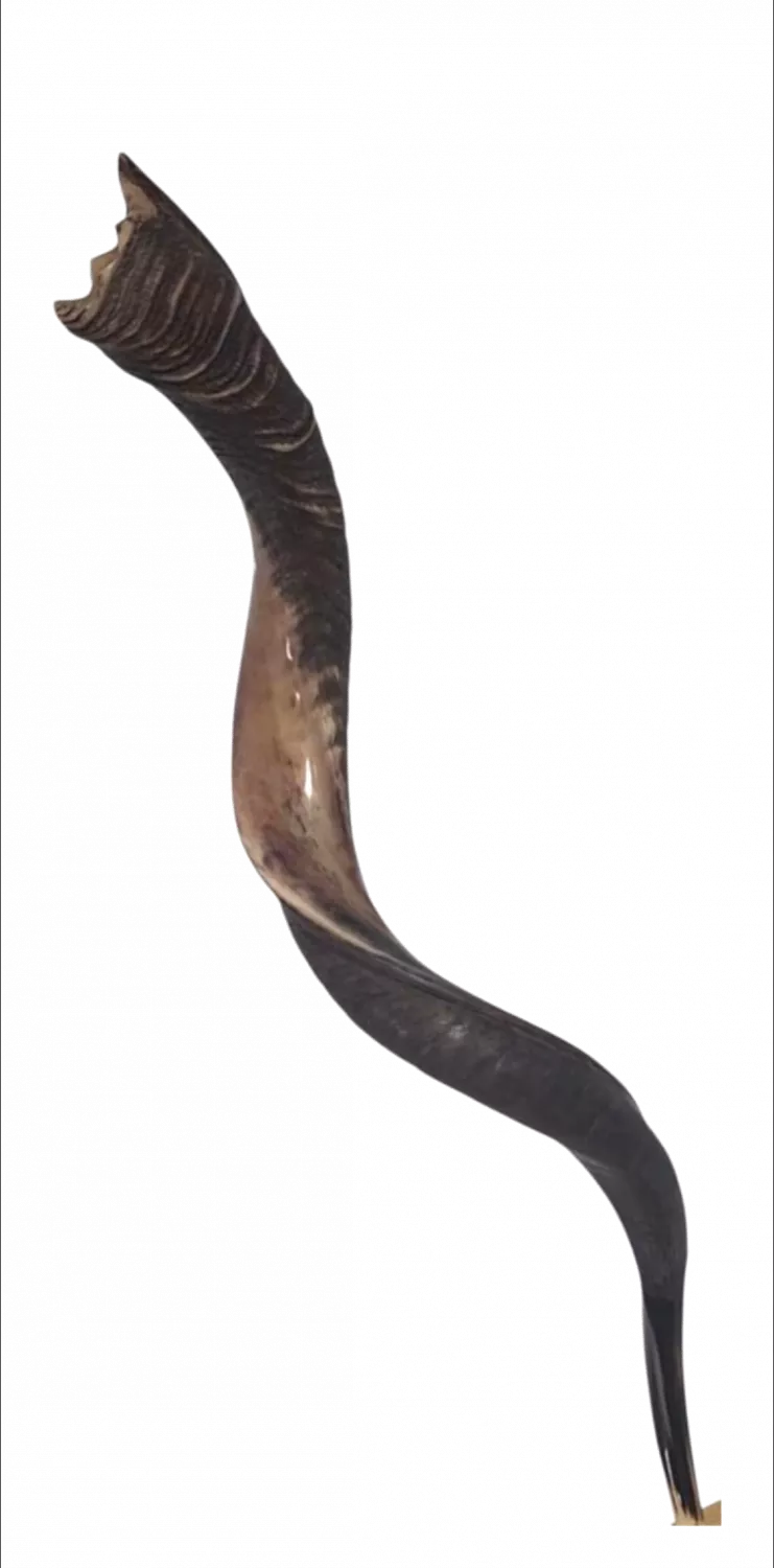 Shofar with grooves,special, luxurious, handmade, for collectors_1