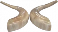 Shofar pair, right and left side, special collector's item(2 shofar - pair)_2