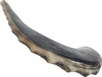 Shofar ram xl with waves on the sides of the shofar_1